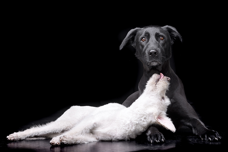 Happy Paws Studio Pet Photography Brisbane