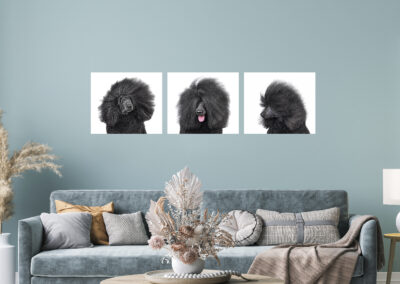 Happy Paws Pet Photography Wall Art