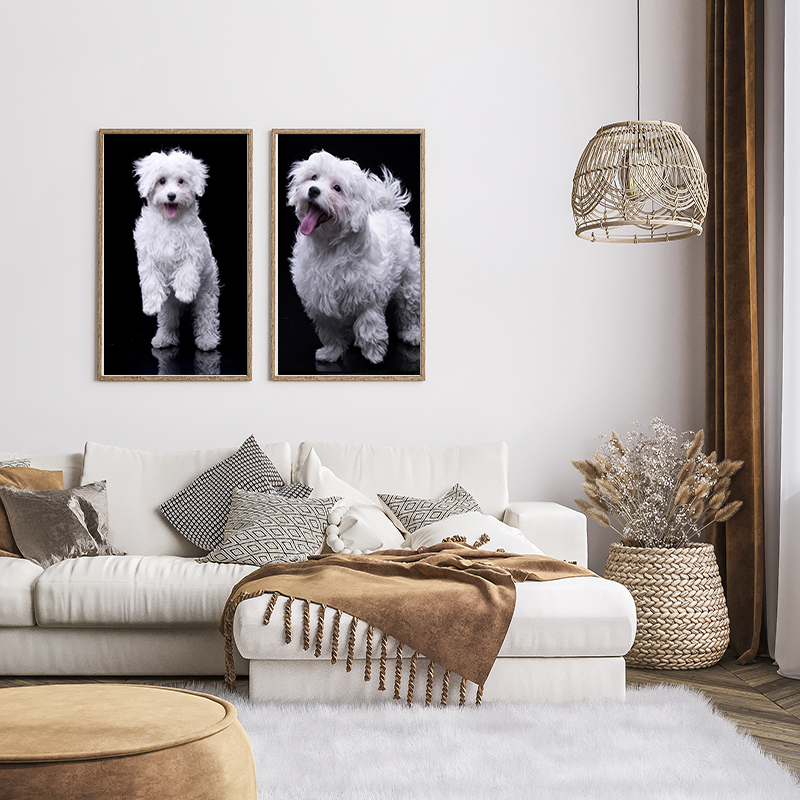 Happy Paws Studio Pet Photographers Brisbane and Melboure