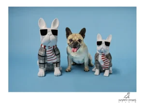 Professional pet photography