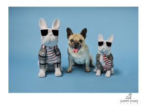 French Bull Dog Pet Photography