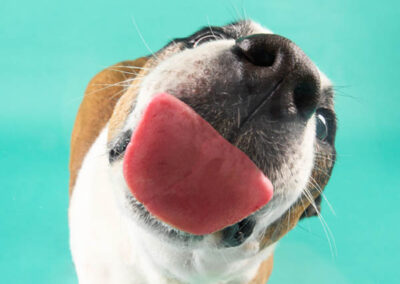 Pet photography in our brisbane studio, dog licking camera lense.