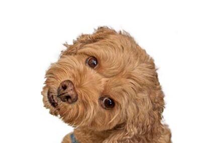 Up close photo of cockapoo in our pet photography studio.