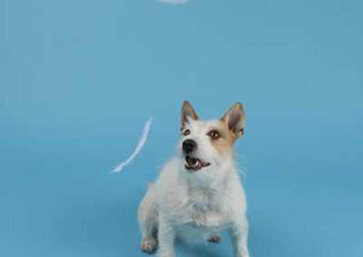 Photograph of Lara the service dog in our pet photography studio.