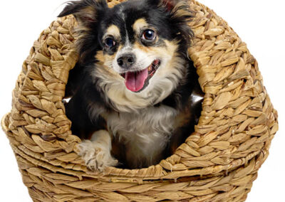 Pet photography of Torro pet dog in our brisbane studio.