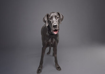 dog portrait photography