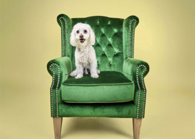 Photo of a dog sitting on a green couch prop in our pet photography studio.