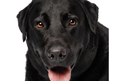 Pet Portrait at Happy Paws Studio in Brisbane