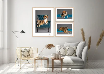 Forest Lake Pet Photography in Happy Paws Studio