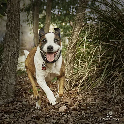 Buddy The Manager of Excercise Outdoor Professional Pet Photography