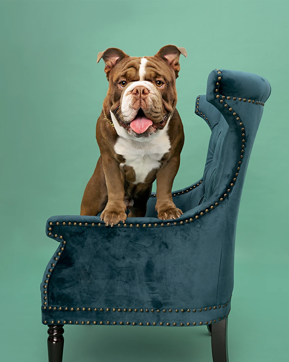 Churros Happy Paws Studio Churros at a pet studio photo shoot in Brisbane