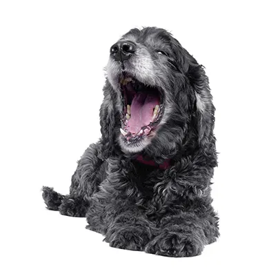 Denny Manager of Rest breaks Pet Photography Studio Melbourne and Brisbane