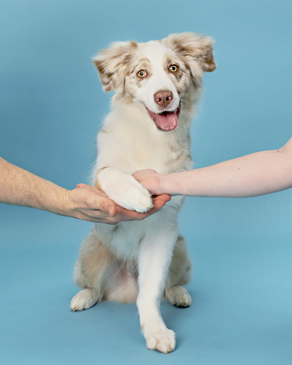 Dustin Hands Happy Paws Studio Happy Paws Studio Pet photography