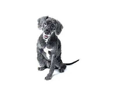 Eddie The Loves Manager Professional Pet Photography