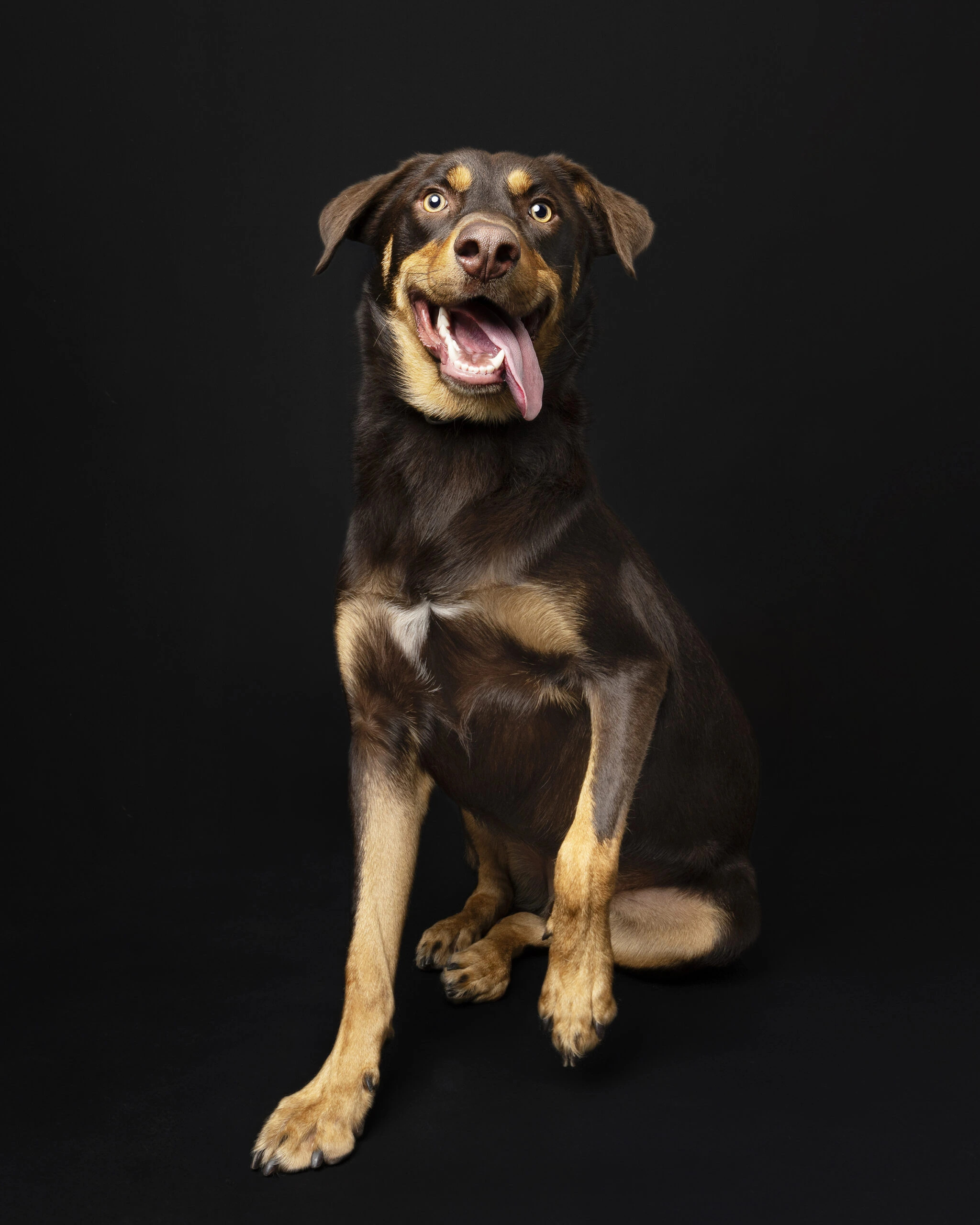 Gnocchi Happy Paws Studio Session Professional Pet Photography in Brisbane