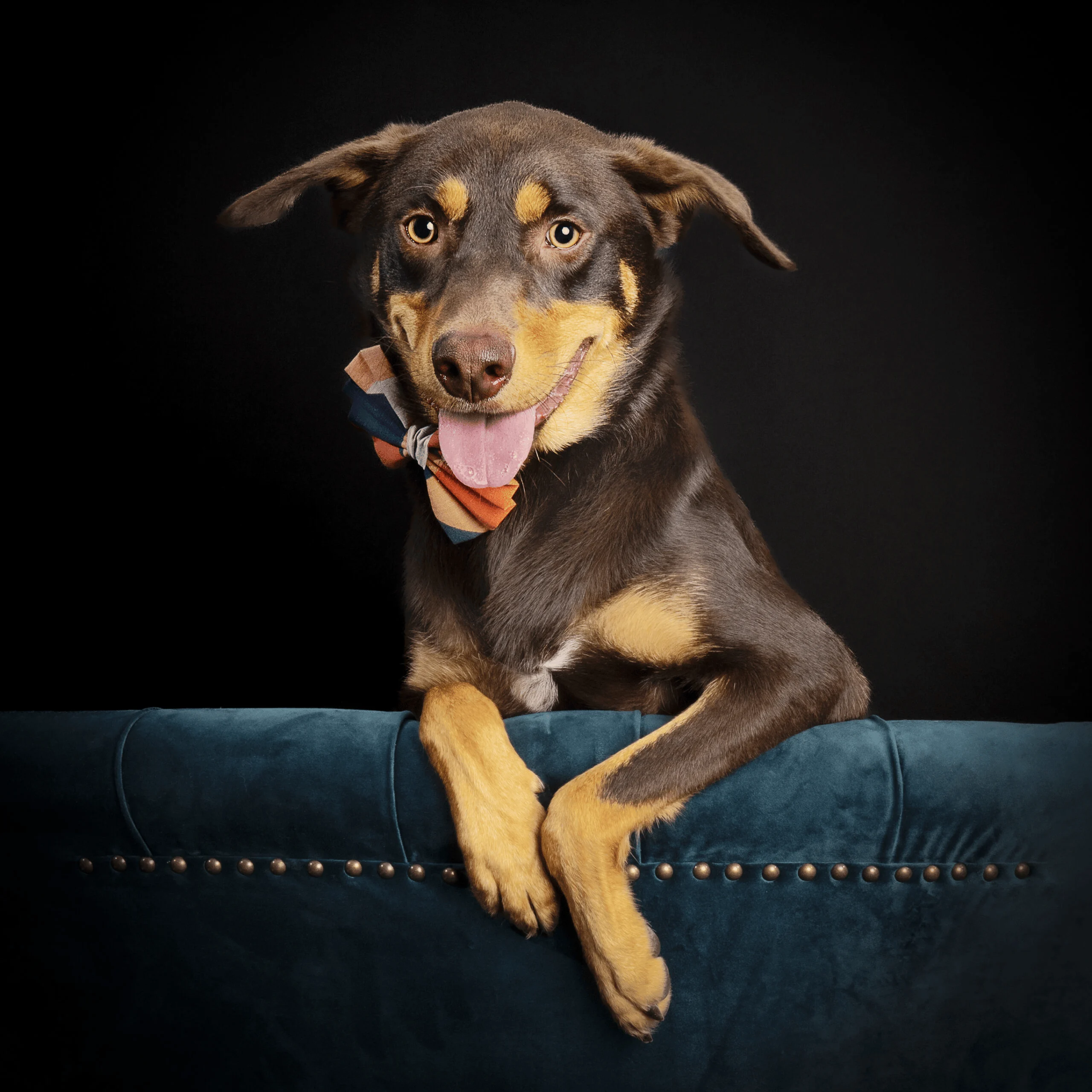 Gnocchi Portrait Happy Paws Studio Professional Pet photography in Brisbane