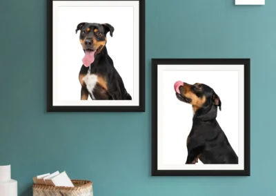 Wall art of a dog professional photo shoot at Happy Paws Studio