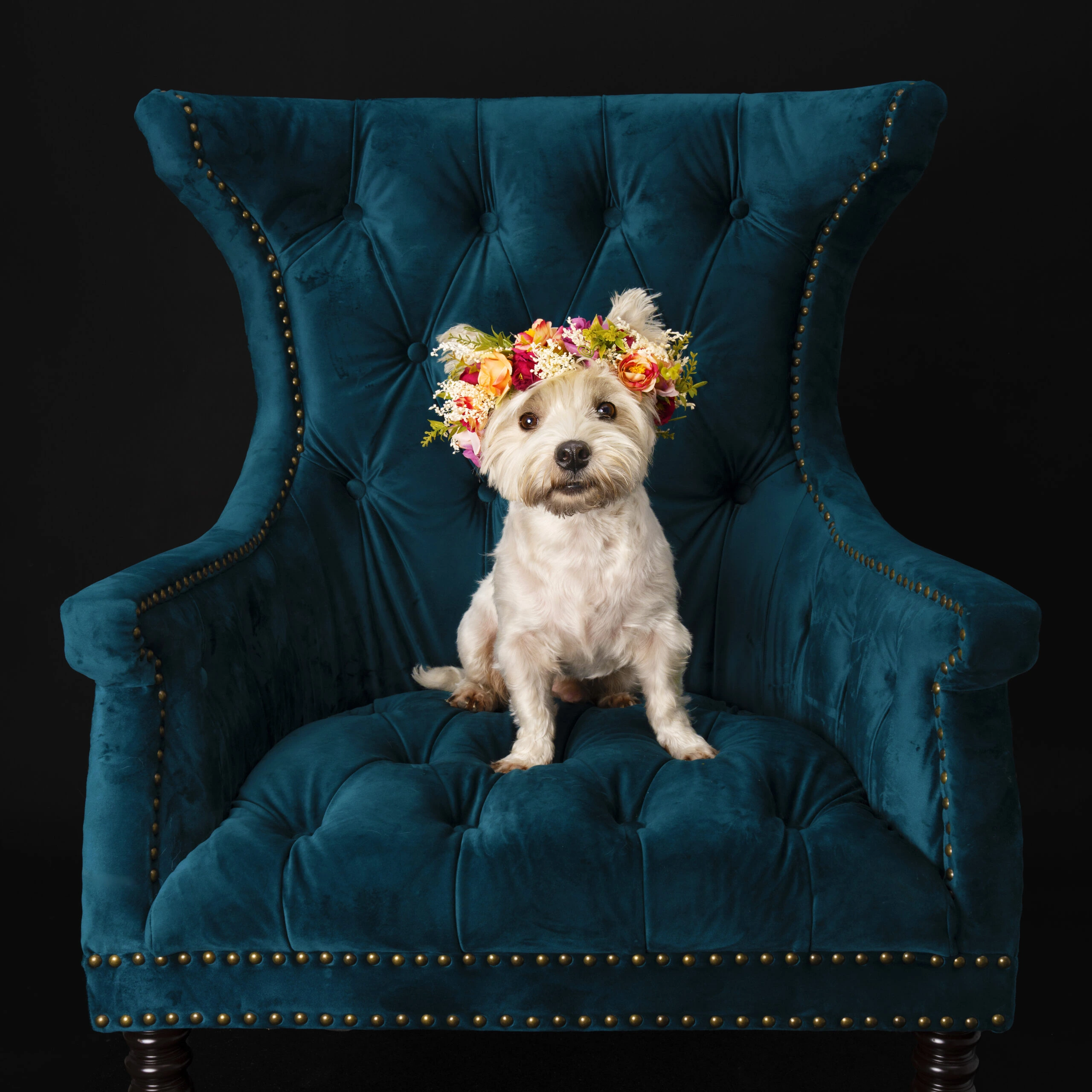Happy Paws Studio Walter Westy Happy Paws Studio Westy on Chair with Flowers Happy Paws Studio Westy on Chair with Flowers