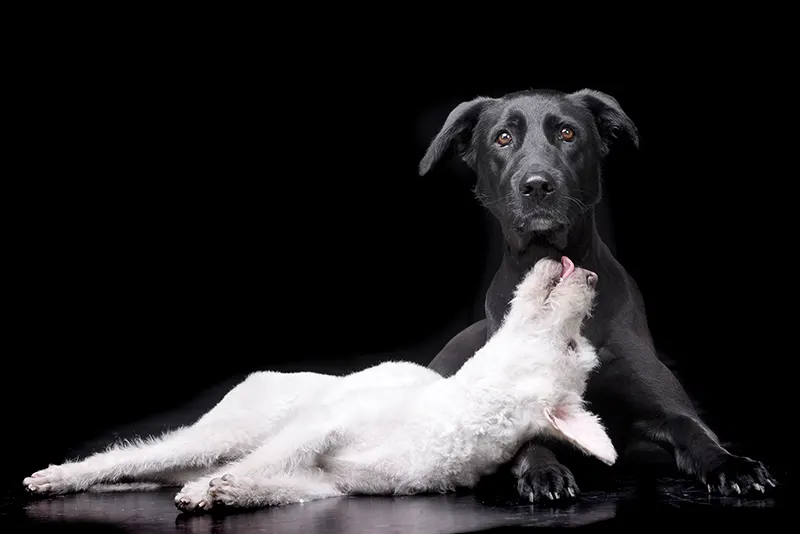 Love by Happy Paws Studio Happy Paws Studio Pet Photography Brisbane