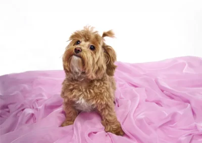 Puppy professional portrait at happy paws studio