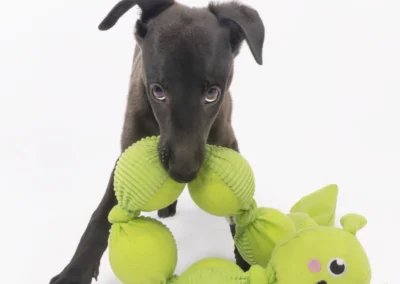 Pet photoshoot by professional animal photographer