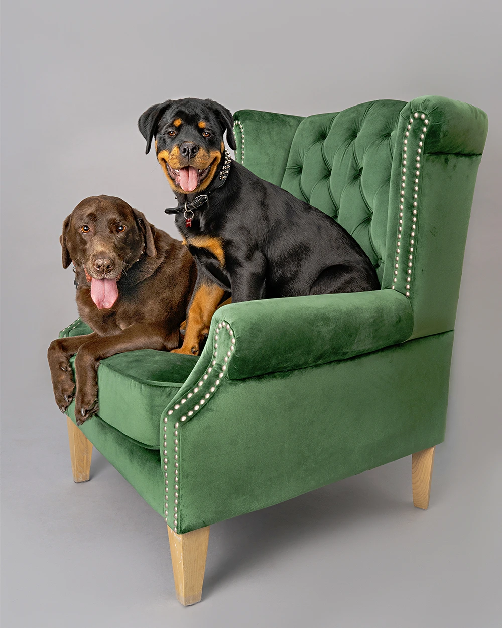 Peppa and Chilli Happy Paws Studio Two dogs professional photoshoot