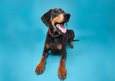 Dog Photography at Happy Paws Studio