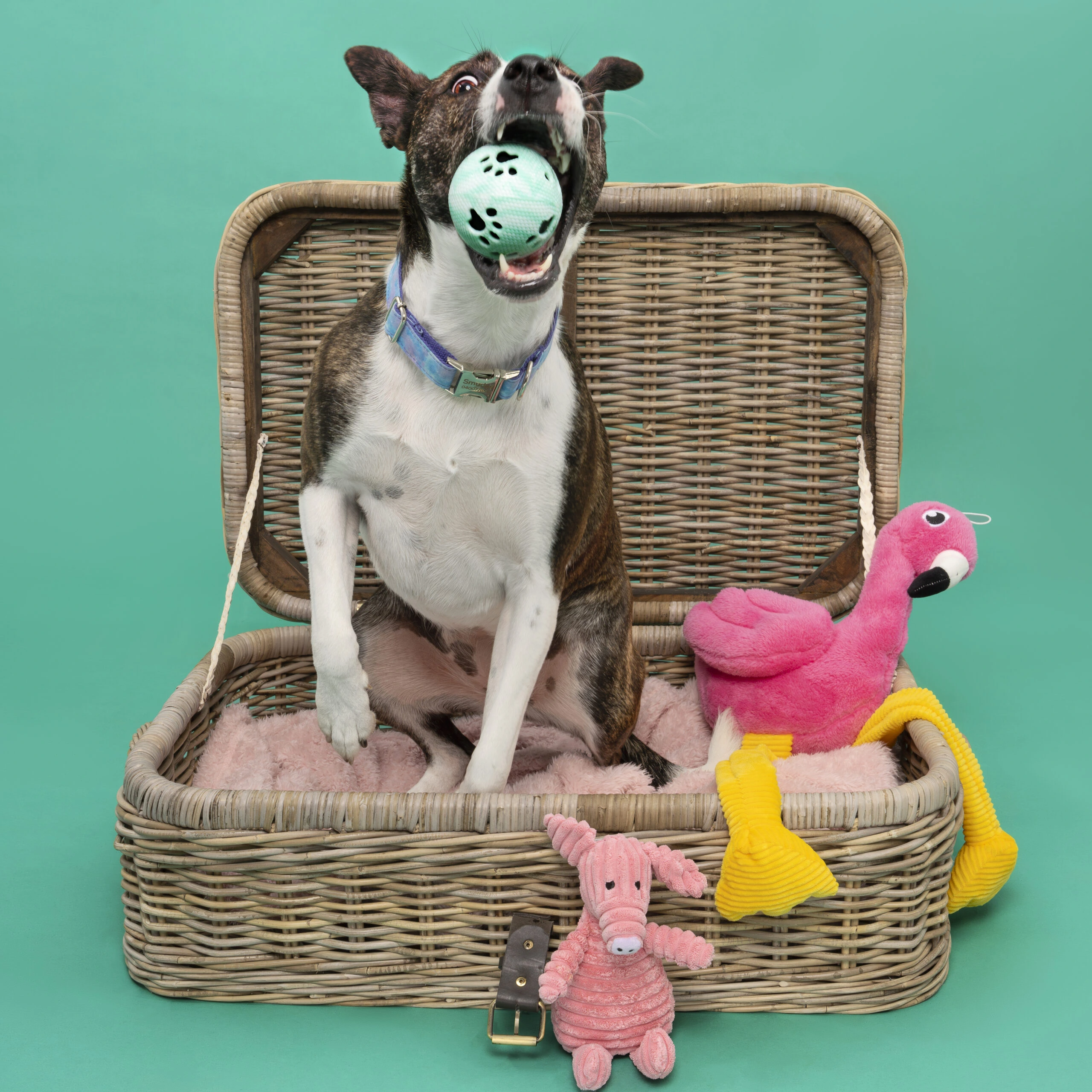 Smudge Playing at Happy Paws Studio Dog playing during a pet photo shoot at happy paws studio in Brisbane