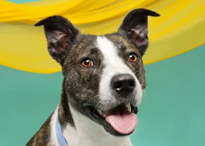 Pet photography session with dog Smudge at Happy Paws Studio in Brisbane