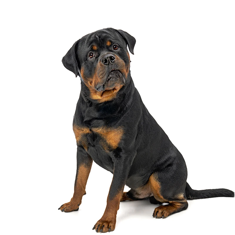 Tank at Happy Paws Studio Brisbane Studio Pet Photography