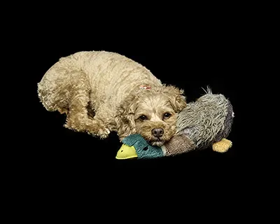 Tess The Toy Manager Professional pet photography with Tess
