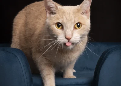 High Quality Cat Portrait from a pet photo shoot at Happy Paws Studio