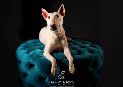Dog lying on a blue couch during a professional pet photo shoot at Happy Paws Studio