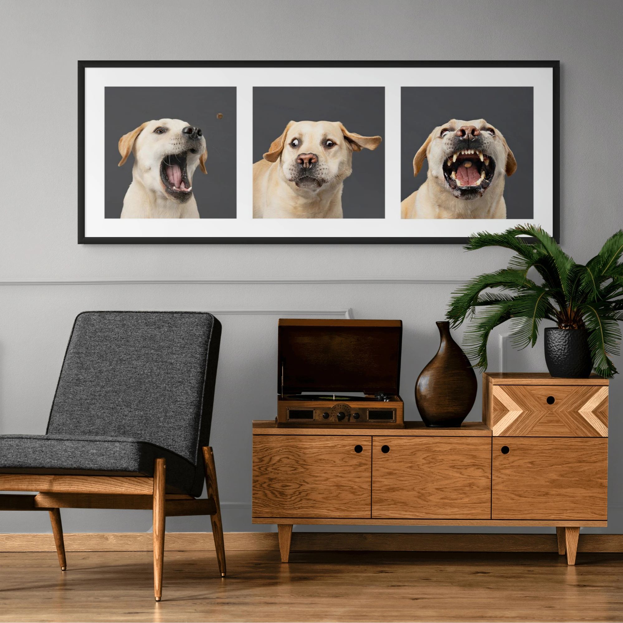 Funny Studio Pet Portraits Brisbane